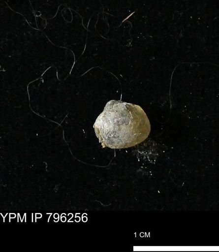 Protocardia subquadrata