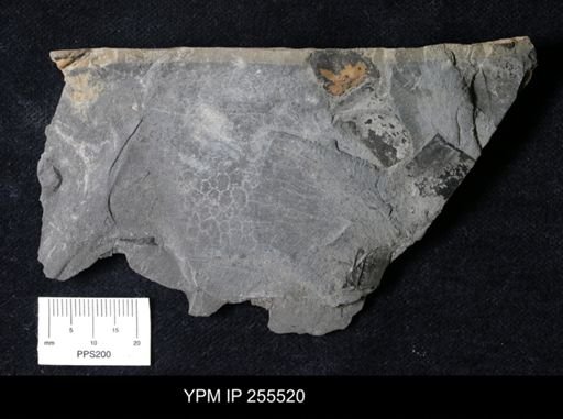 Eurypterida