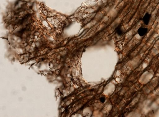 Amphimedon complanata