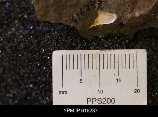 Protocardia subquadrata
