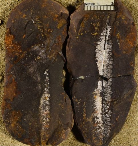 Pecopteris sp.