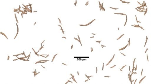 Chrysogorgia desbonni
