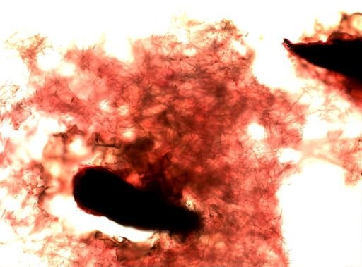 Halichondrida