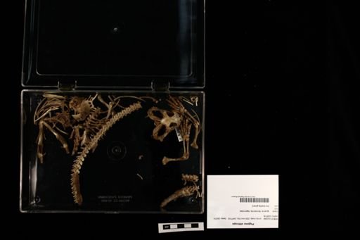 Pogona vitticeps