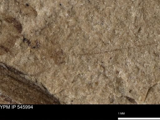 taxon undetermined