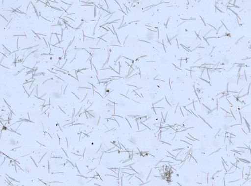 Haliclona sp.