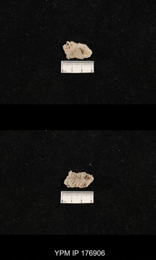 taxon undetermined