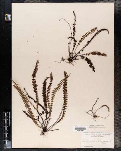 Asplenium resiliens
