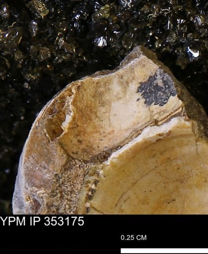 Limopsis striatopunctatus