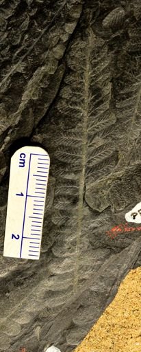 Pecopteris sp.