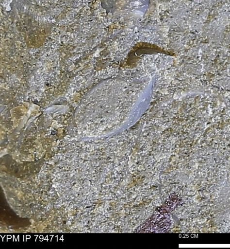 undet. Bivalvia