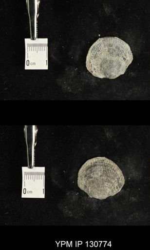 Spinatrypa spinosa