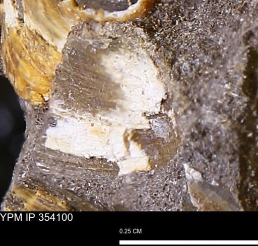 undet. Bivalvia