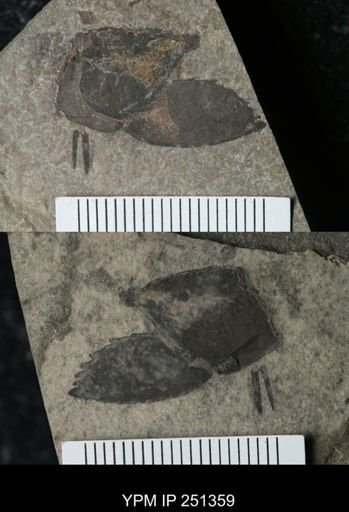undet. Eurypterida