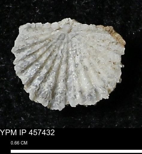 Stropheodonta sp.