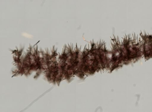 Clathria pennata