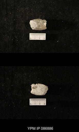 undet. Nautiloidea