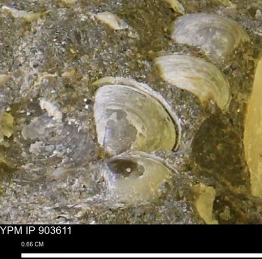 Corbulamella sp.