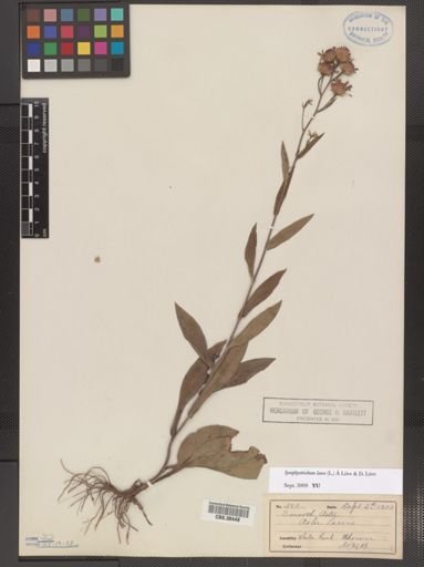 Symphyotrichum laeve