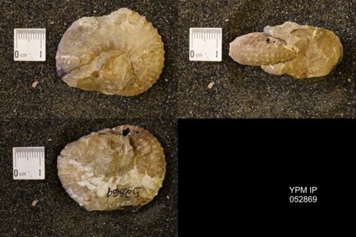 Discoscaphites gulosus