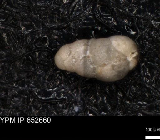 undet. Foraminiferida