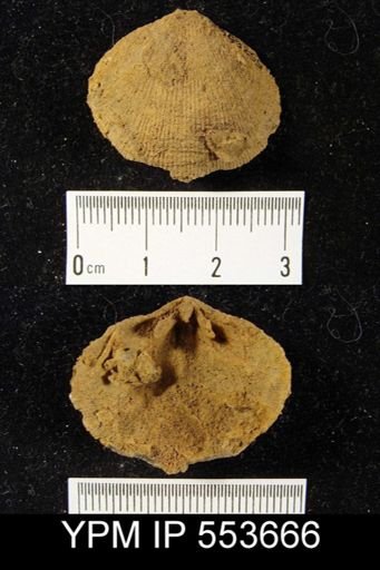 Platyorthis?