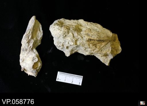 undet. Actinopterygii