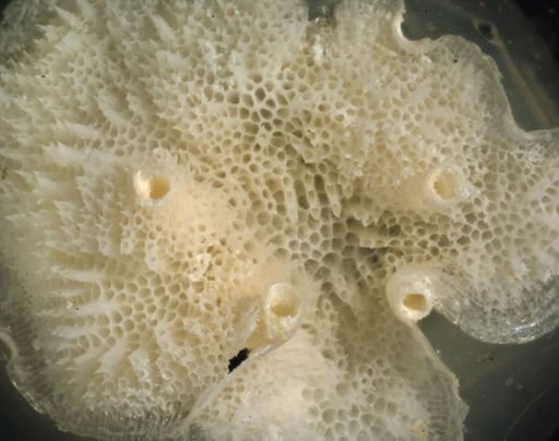 Lichenopora novaezelandiae