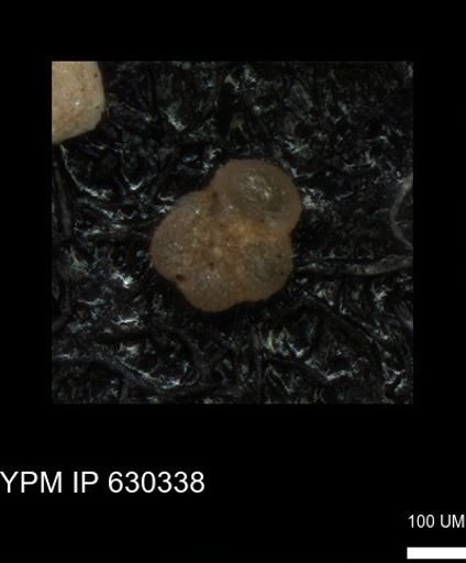 undet. Foraminiferida