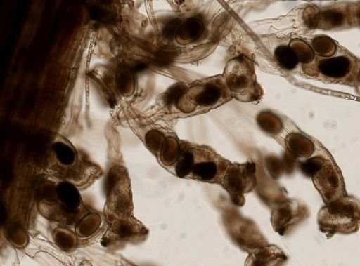 Sinantherina ariprepes