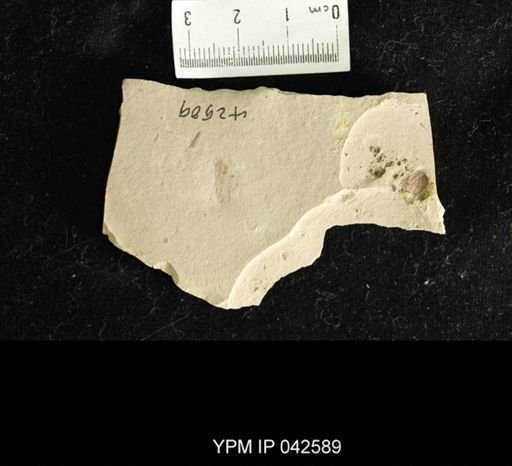 Hexapoda