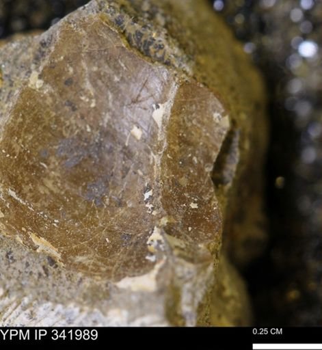 undet. Mollusca