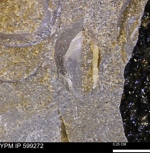 Protocardia subquadrata