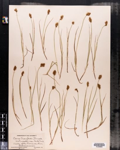 Carex crawfordii