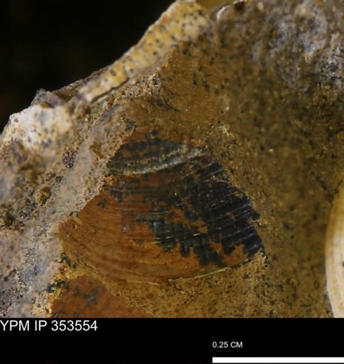 Limopsis striatopunctatus