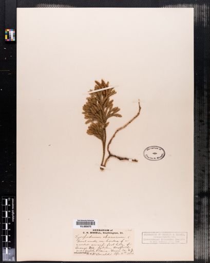 Lycopodium obscurum