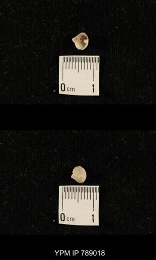 undet. Brachiopoda
