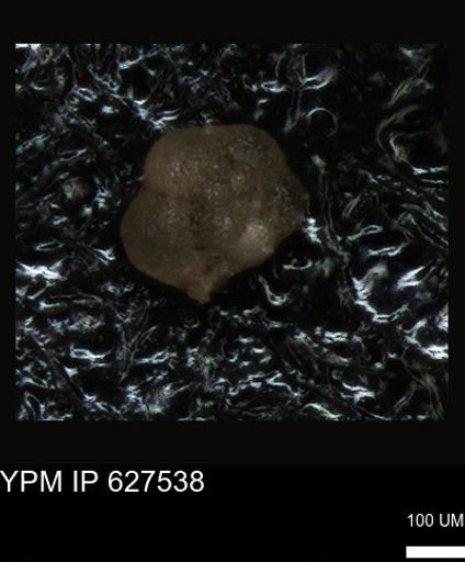 undet. Foraminiferida