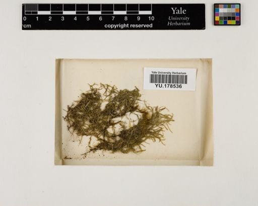 Plantae