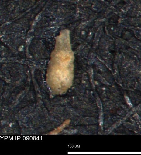 undet. Foraminiferida
