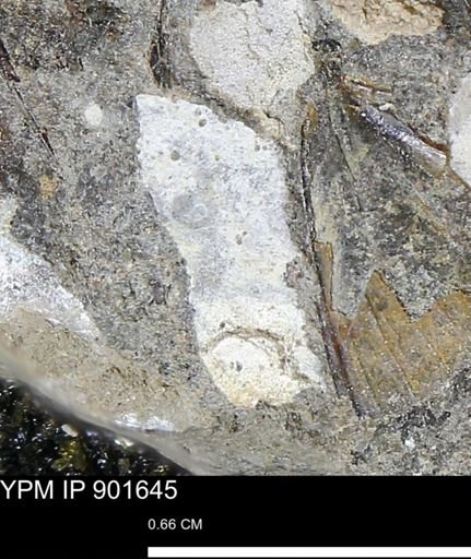 undet. Mollusca