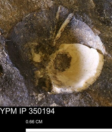 undet. Bivalvia