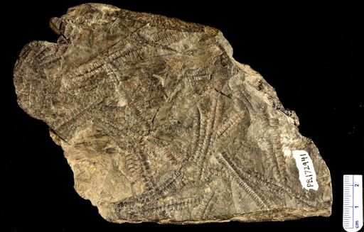 Pecopteris sp.