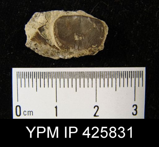Dalmanella?