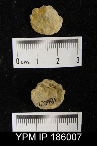 Derbya crassa