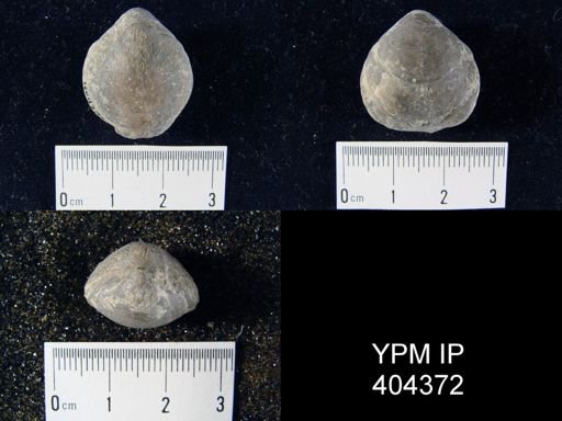 Meristella sp.