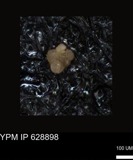 undet. Foraminiferida