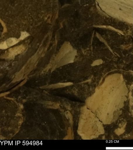 undet. Bivalvia