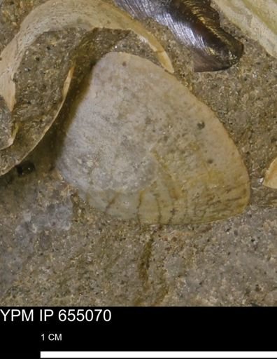 Protocardia