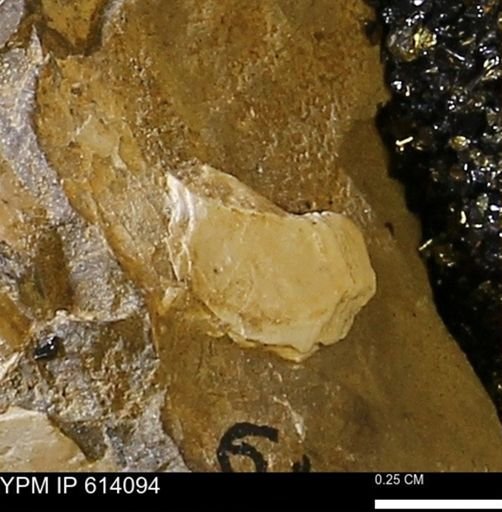 undet. Mollusca